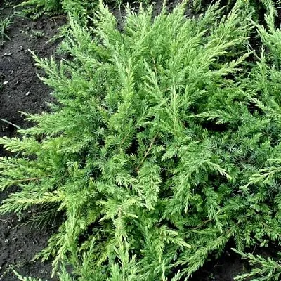 Можжевельник ШЛЯГЕР прибрежный  Можжевельник ШЛЯГЕР прибрежный в Симферополе