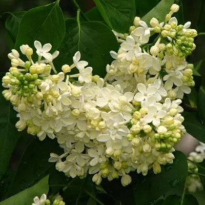 Сирень ПРИМРОУЗ  Сирень ПРИМРОУЗ в Симферополе