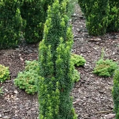 Тис ВОЙТЕК средний   Тис ВОЙТЕК средний  в Симферополе