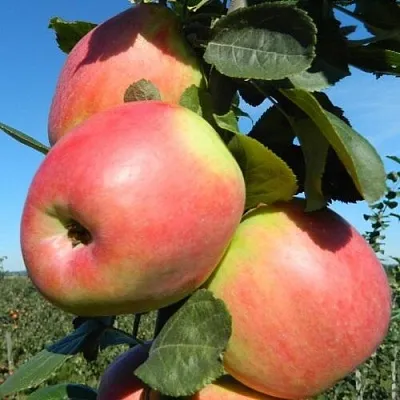 Яблоня БРЯНСКОЕ РОЗОВОЕ  Яблоня БРЯНСКОЕ РОЗОВОЕ в Симферополе