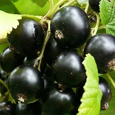 Смородина черная ЭБОНИ  Смородина черная ЭБОНИ в Симферополе
