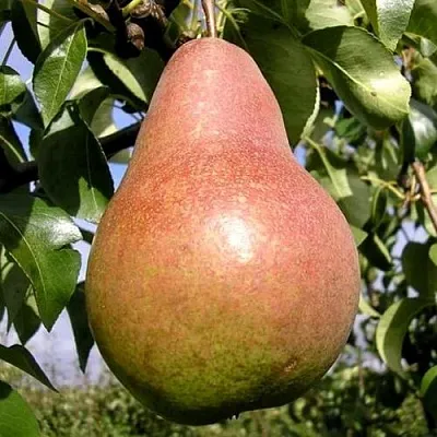 Груша КИРГИЗСКАЯ ЗИМНЯЯ  Груша КИРГИЗСКАЯ ЗИМНЯЯ в Симферополе