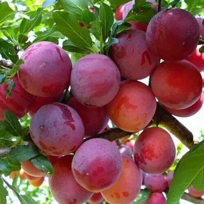 Слива НЕКТАРИННАЯ АРОМАТНАЯ  Слива НЕКТАРИННАЯ АРОМАТНАЯ в Симферополе