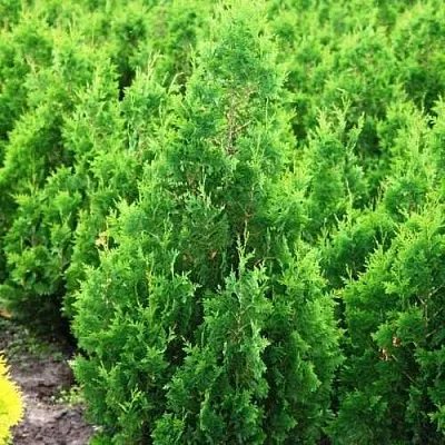 Туя СПИРАЛИС западная  Туя СПИРАЛИС западная в Симферополе