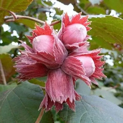 Фундук СКАРЛЕТТ  Фундук СКАРЛЕТТ в Симферополе