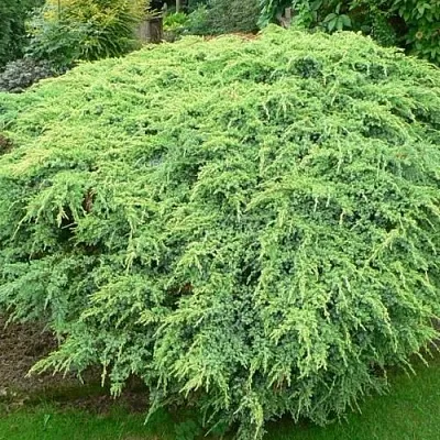 Можжевельник ХОЛГЕР чешуйчатый  Можжевельник ХОЛГЕР чешуйчатый в Симферополе