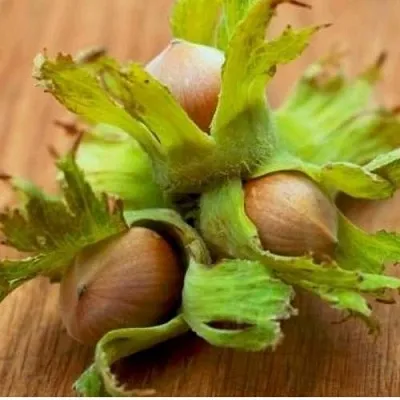 Фундук ГИГАНТ ТАМБОВСКИЙ  Фундук ГИГАНТ ТАМБОВСКИЙ в Симферополе