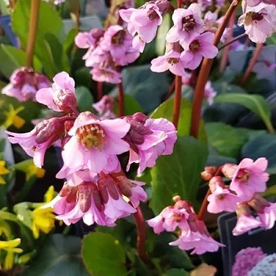 Бадан БЭБИ ДОЛЛ  Бадан БЭБИ ДОЛЛ в Симферополе