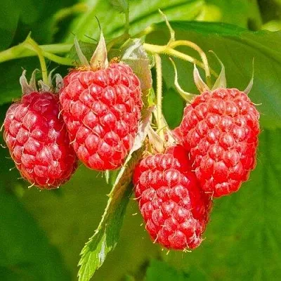 Малина ИЗОБИЛЬНАЯ  Малина ИЗОБИЛЬНАЯ в Симферополе