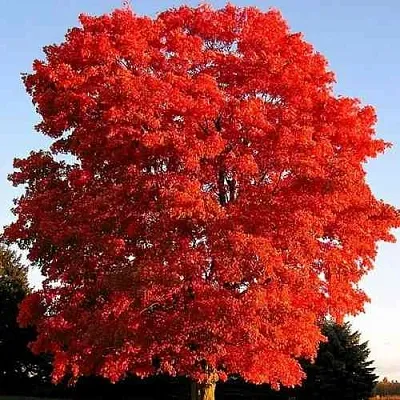 Дуб красный   Дуб красный  в Симферополе