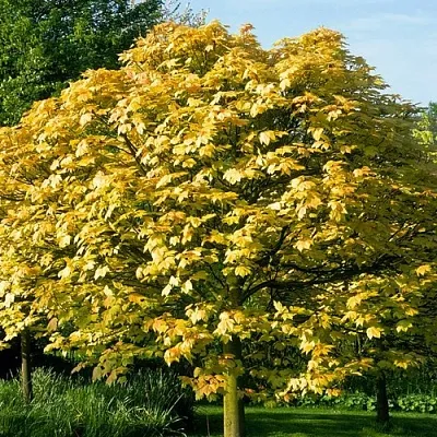 Клен ложноплатановый  Клен ложноплатановый в Симферополе