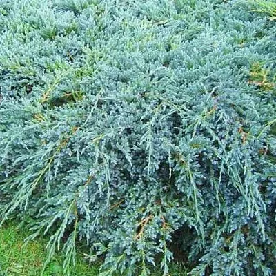 Можжевельник БЛЮ КАРПЕТ чешуйчатый  Можжевельник БЛЮ КАРПЕТ чешуйчатый в Симферополе