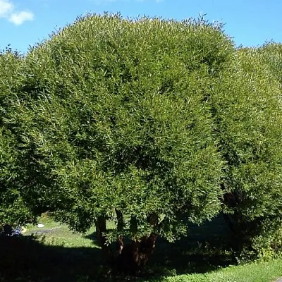 Ива ломкая   Ива ломкая  в Симферополе