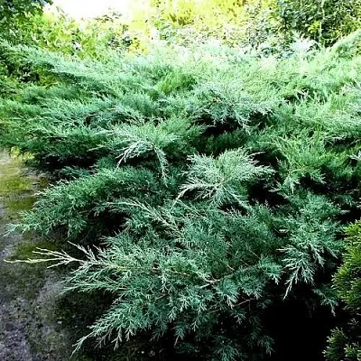 Можжевельник ПФИТЦЕРИАНА ГЛАУКА средний  Можжевельник ПФИТЦЕРИАНА ГЛАУКА средний в Симферополе