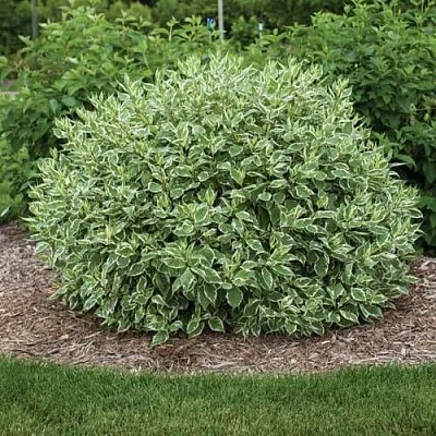 Дерен ЭЛЕГАНТИССИМА белый  Дерен ЭЛЕГАНТИССИМА белый в Симферополе