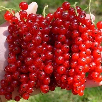 Смородина красная РЕД ПУЛ  Смородина красная РЕД ПУЛ в Симферополе