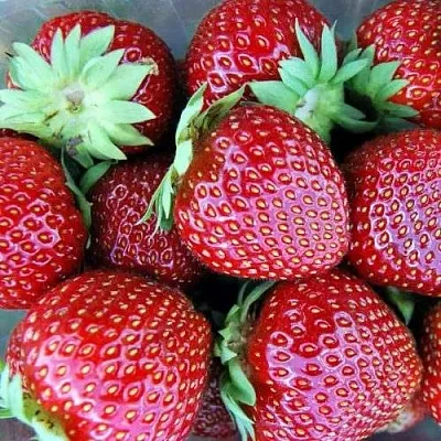 Клубника МАЛЬВИНА в Симферополе