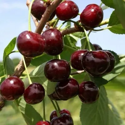 Вишня ГРИОТ БЕЛОРУССКИЙ  Вишня ГРИОТ БЕЛОРУССКИЙ в Симферополе