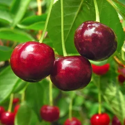 Вишня УЙФЕХЕРТОЙ ФЮРТОШ  Вишня УЙФЕХЕРТОЙ ФЮРТОШ в Симферополе