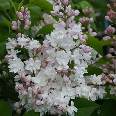 Сирень КРАСАВИЦА МОСКВЫ  Сирень КРАСАВИЦА МОСКВЫ в Симферополе