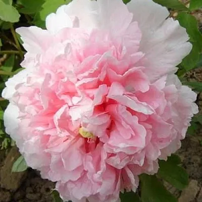 Пион БУКЕТ РОЗОВЫХ ГВОЗДИК древовидный  Пион БУКЕТ РОЗОВЫХ ГВОЗДИК древовидный в Симферополе