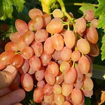 Виноград КИШМИШ ЛУЧИСТЫЙ  Виноград КИШМИШ ЛУЧИСТЫЙ в Симферополе