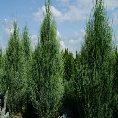 Можжевельник СКАЙРОКЕТ скальный  Можжевельник СКАЙРОКЕТ скальный в Симферополе