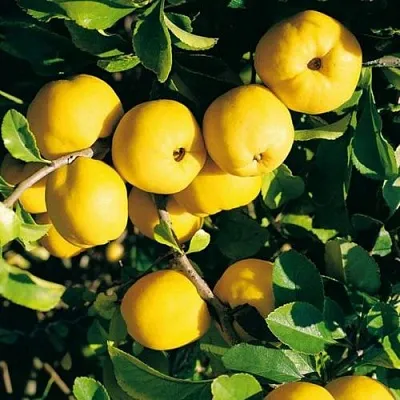 Айва ЦЕЗАРЬ в Симферополе