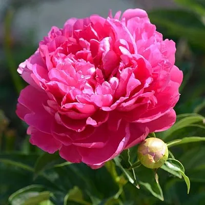 Пион БУШЕЛА травянистый  Пион БУШЕЛА травянистый в Симферополе