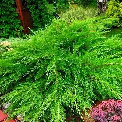 Можжевельник МИНТ ДЖУЛЕП средний  Можжевельник средний Mint Julep (МИНТ ДЖУЛЕП) в Симферополе