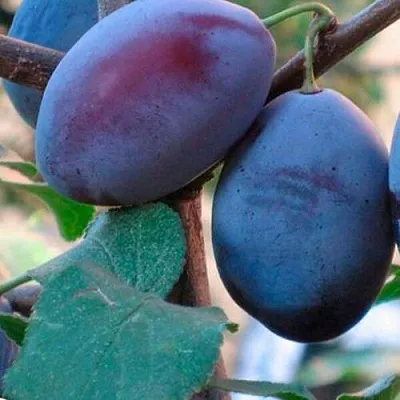 Слива СМОЛИНКА  Слива СМОЛИНКА в Симферополе