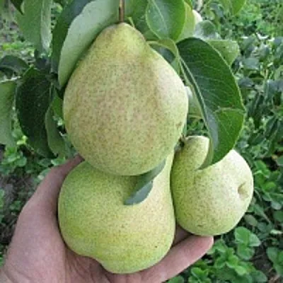 Груша КУДЕСНИЦА в Симферополе