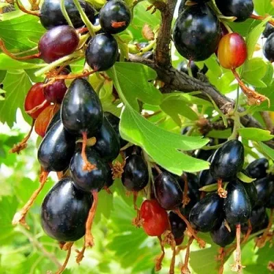 Смородина золотистая БОКАЛИНСКАЯ  Смородина золотистая БОКАЛИНСКАЯ в Симферополе