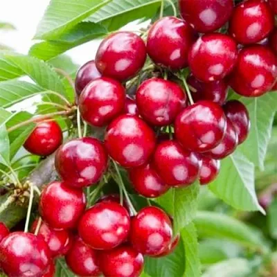 Вишня МАЛЮТКА колонновидная  Вишня МАЛЮТКА колонновидная в Симферополе