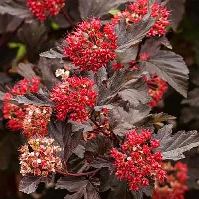 Пузыреплодник РЕД БАРОН  Пузыреплодник РЕД БАРОН в Симферополе