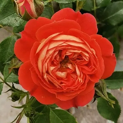 Саженцы роз СТАРЛЕТ РОУЗ КАРМЕН плетистая  Саженцы роз СТАРЛЕТ РОУЗ КАРМЕН плетистая в Симферополе