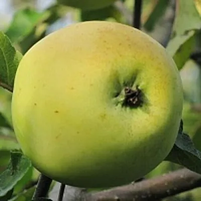 Яблоня РОССИЯНКА  Яблоня РОССИЯНКА в Симферополе