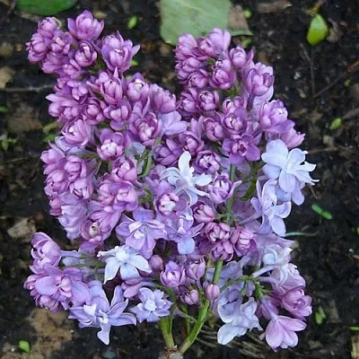 Сирень НАДЕЖДА  Сирень НАДЕЖДА в Симферополе