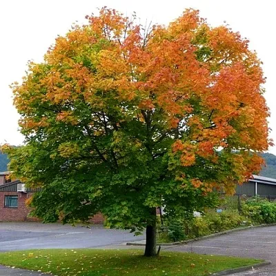 Клен остролистный  Клен остролистный в Симферополе