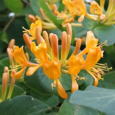 Жимолость ТЕЛЬМАНА в Симферополе