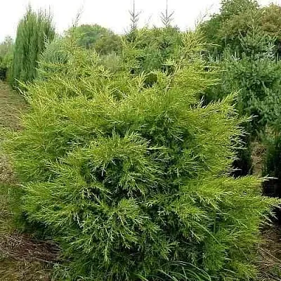 Можжевельник КУРИВАО ГОЛД китайский  Можжевельник КУРИВАО ГОЛД китайский в Симферополе