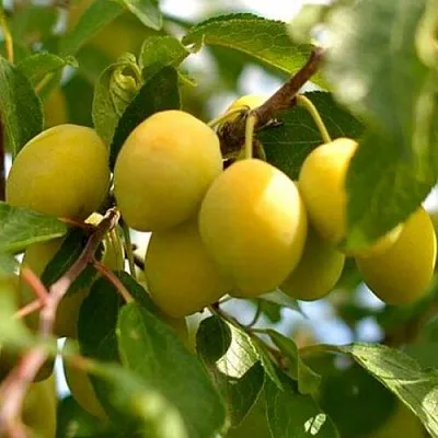 Слива ОЧАКОВСКАЯ ЖЕЛТАЯ  Слива ОЧАКОВСКАЯ ЖЕЛТАЯ в Симферополе