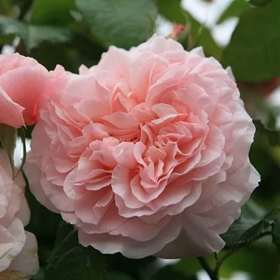 Саженцы роз РОЗ ДЕ ТОЛБИАК плетистая  Саженцы роз РОЗ ДЕ ТОЛБИАК плетистая в Симферополе