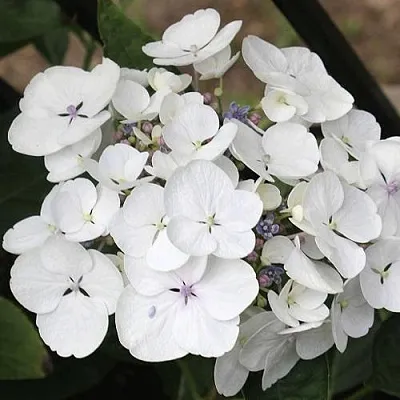 Гортензия ЛИБЕЛЛЕ крупнолистная  Гортензия ЛИБЕЛЛЕ крупнолистная в Симферополе