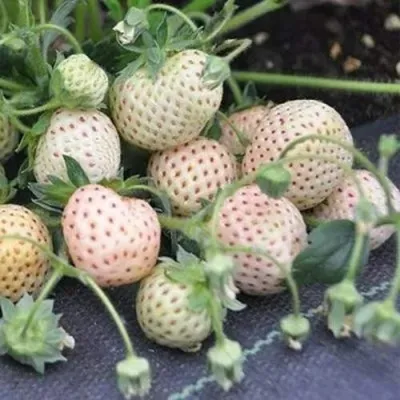 Клубника АНАНАСА ремонтантная — описание сорта Клубника АНАНАСА ремонтантная в Симферополе