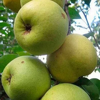 Груша РОГНЕДА в Симферополе