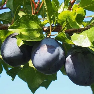 Слива ВОЛАТ  Слива ВОЛАТ в Симферополе