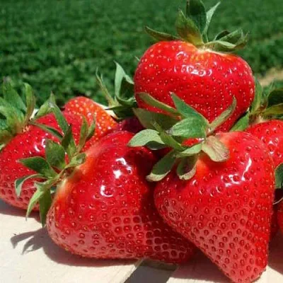 Клубника ДЖОЛИ в Симферополе