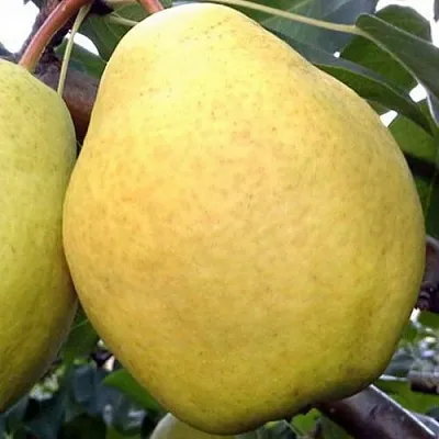 Груша ОСЕННИЙ ВЕЛИКАН  Груша ОСЕННИЙ ВЕЛИКАН в Симферополе