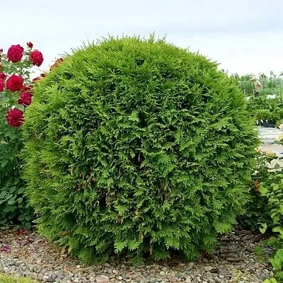 Туя ВУДВАРДИ западная  Туя ВУДВАРДИ западная в Симферополе